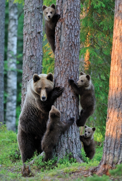 Bear family