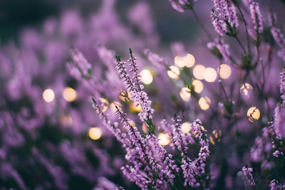 In purple