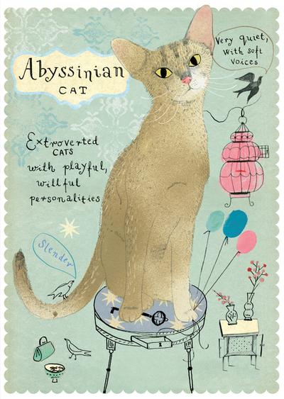 Kot  abisyński