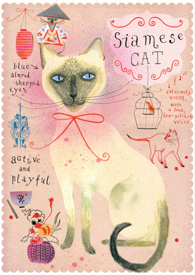 Siamese cat