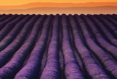 Lavender fields