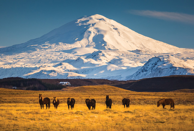 Wulkan Hekla i konie islandzkie