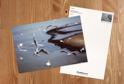 Agata Dobrzańska - Seagull