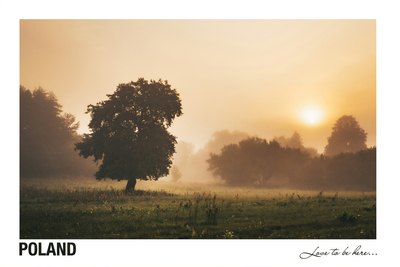 Poland - Love to be here... - Podlasie jesienią - samotne drzewo
