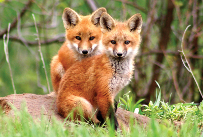 Two little foxes