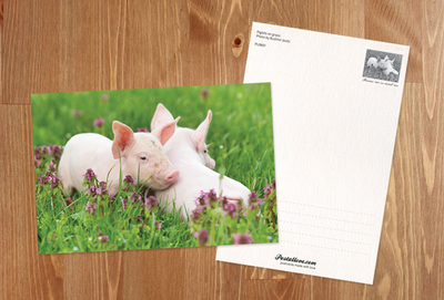 Two piglets