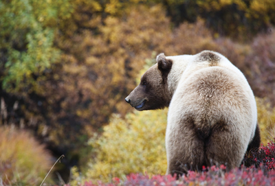 Grizzly bear