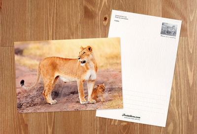 Lioness & lion cub