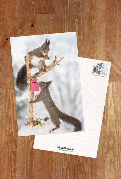 Squirrels and a mailbox