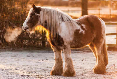 Winter horse