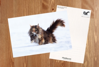 Cat in the snow