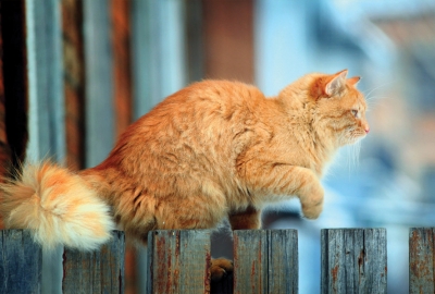 Ginger cat on the fence