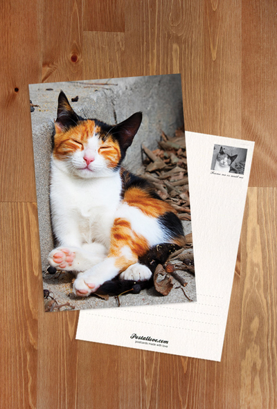 Sleeping tricolor cat