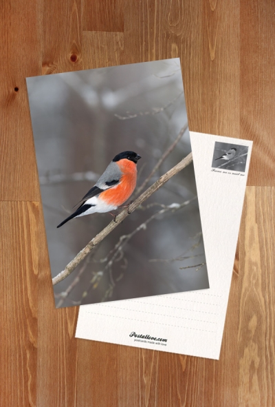 Eurasian Bullfinch