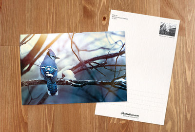 Blue Jay