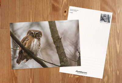 Eurasian pygmy owl