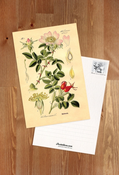 Rosa canina