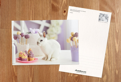 White rabbit with cupcakes and lollipops