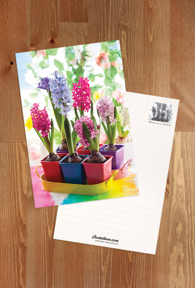 Colorful hyacinths