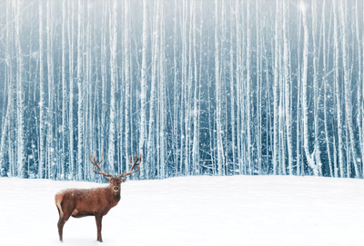 Landscape with a deer