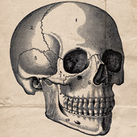 Head