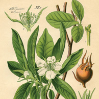 Mespilus