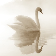 Swan