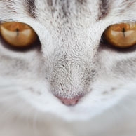 Amber eyes