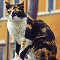 Roman cat