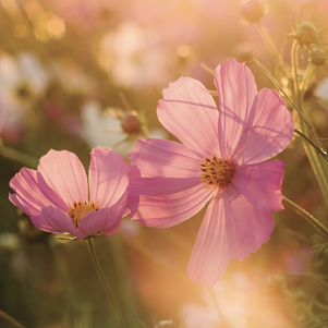 Cosmos Flowers