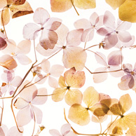 Dried hydrangeas