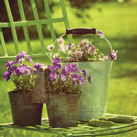 Spring in the garden
