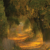 Autumn alley