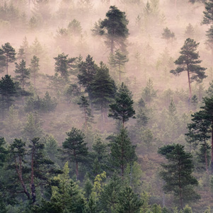 Misty forest