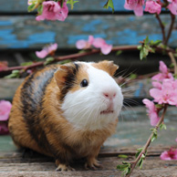 Guinea pig