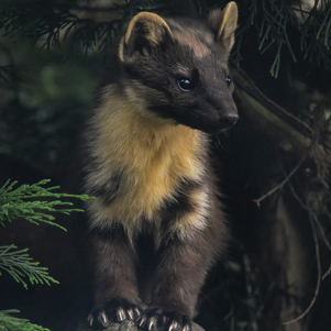 Pine marten