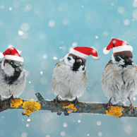 Christmas birds