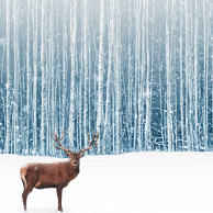 Landscape with a deer
